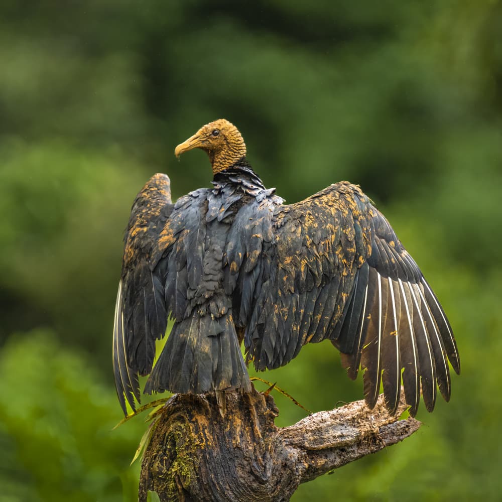 Wild Vulture Wings Spread by Saurabh Dhanorkar — canvas wall art