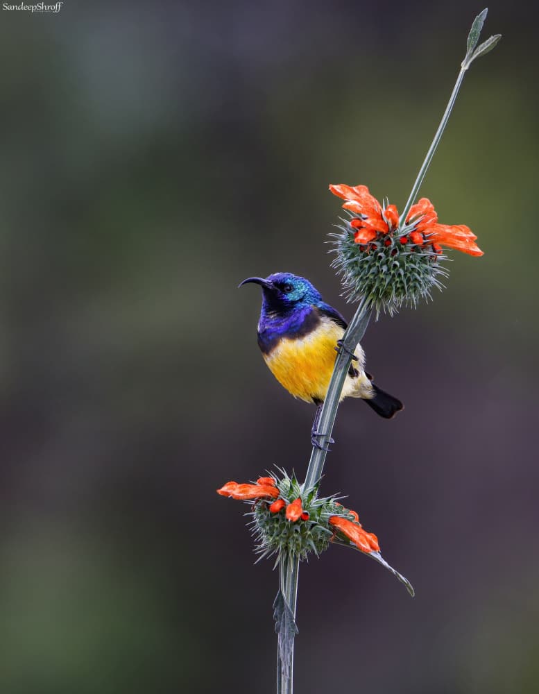Blue and Yellow Sunbird by Sandeep Shroff — canvas wall art