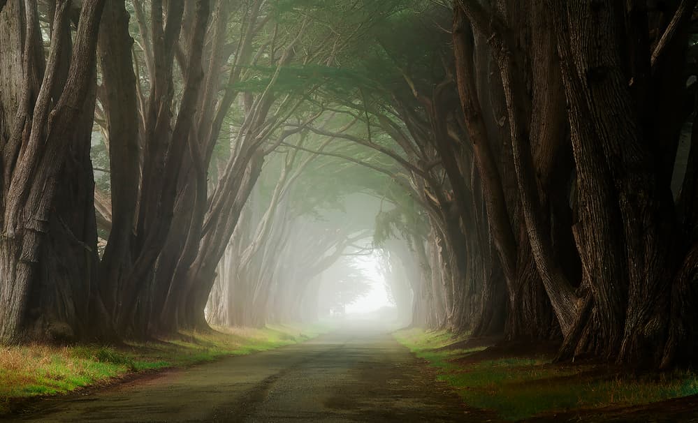 Enchanted Tree Tunnel by Judy Tseng — canvas wall art