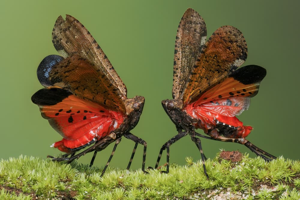 Two Red Winged Insects by HuongHoang — canvas wall art