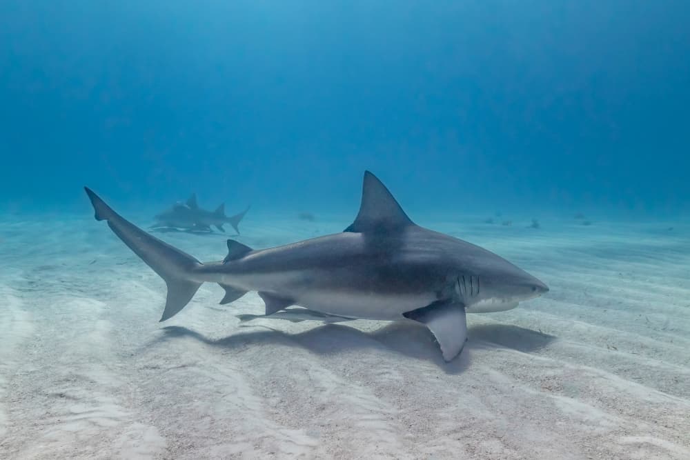 Blue Water Bull Shark by Serge Melesan — canvas wall art