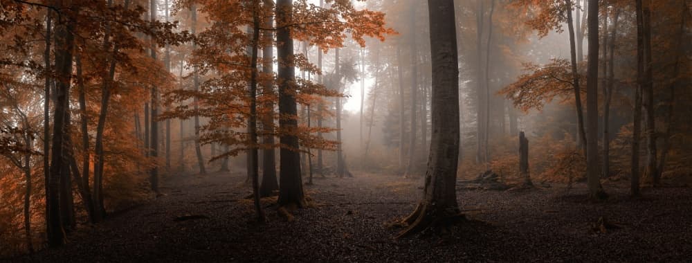 Misty Autumn Forest Path by Tom Meier — canvas wall art