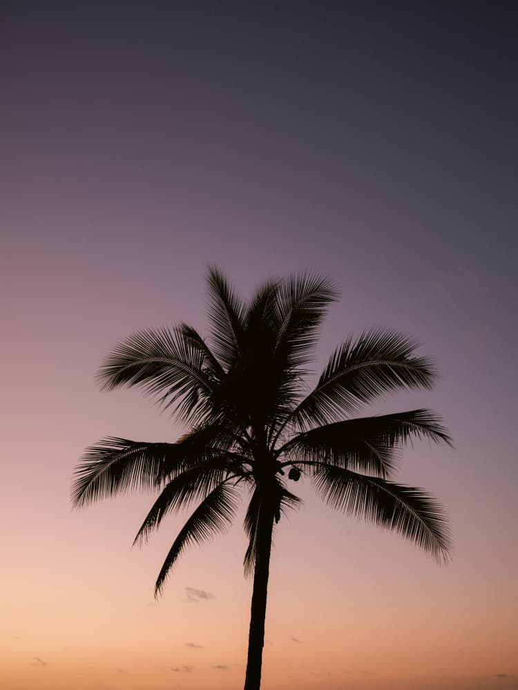 Costa Rica Palm Tree by Raisa Zwart — canvas wall art