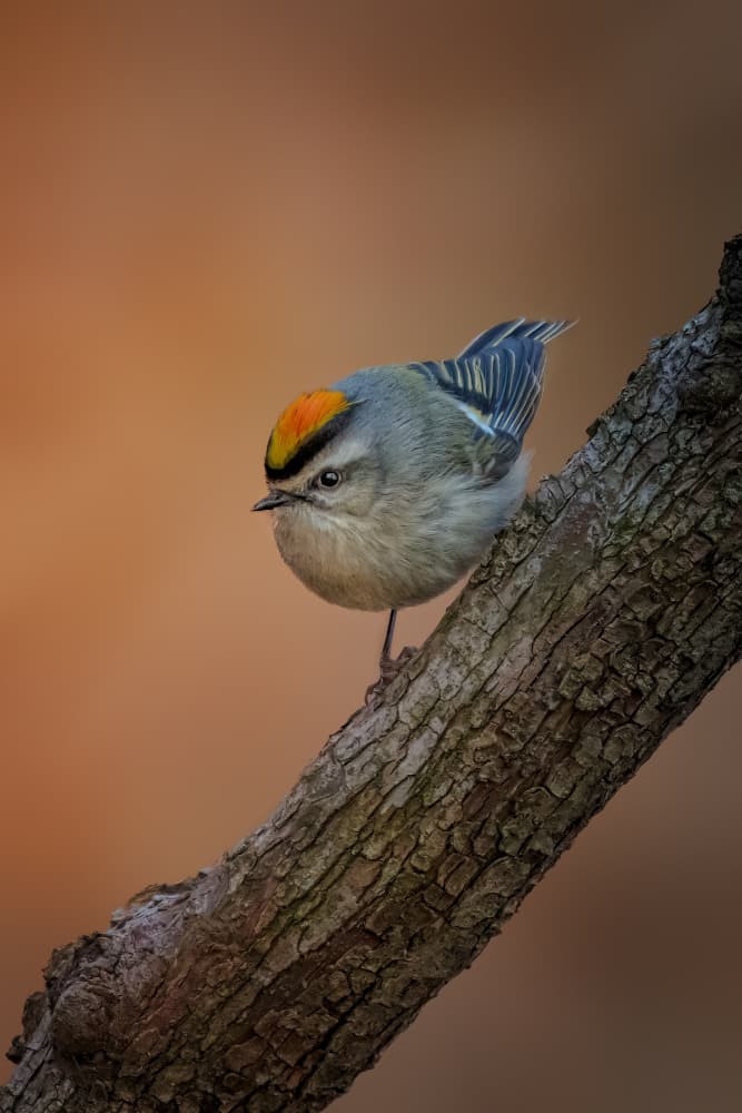 Golden Crowned Forest Bird by Jacob (Jian) Xu — canvas wall art