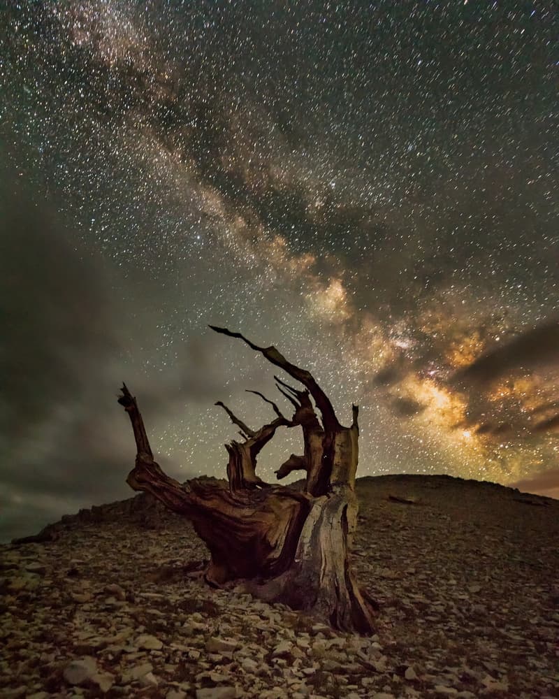 Ancient Starry Tree by Annie Poreider — canvas wall art