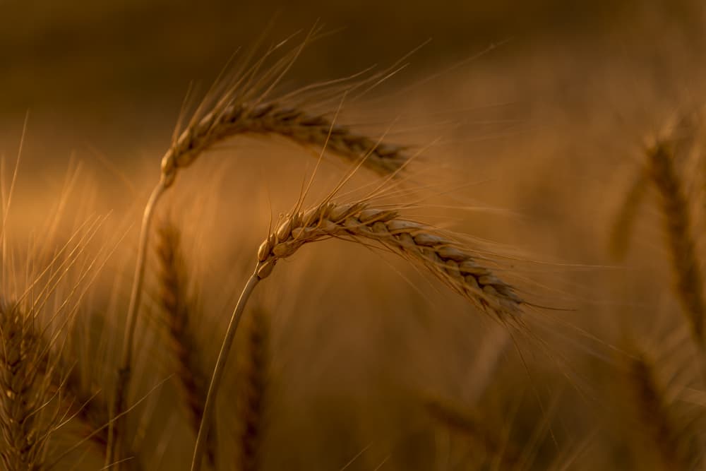 Golden Wheat Field by Eyal Alcalay — canvas wall art