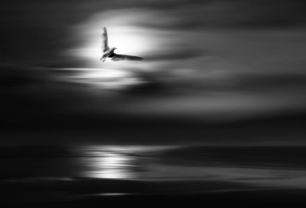 Moonlit Ocean Flight by Yvette Depaepe — canvas wall art