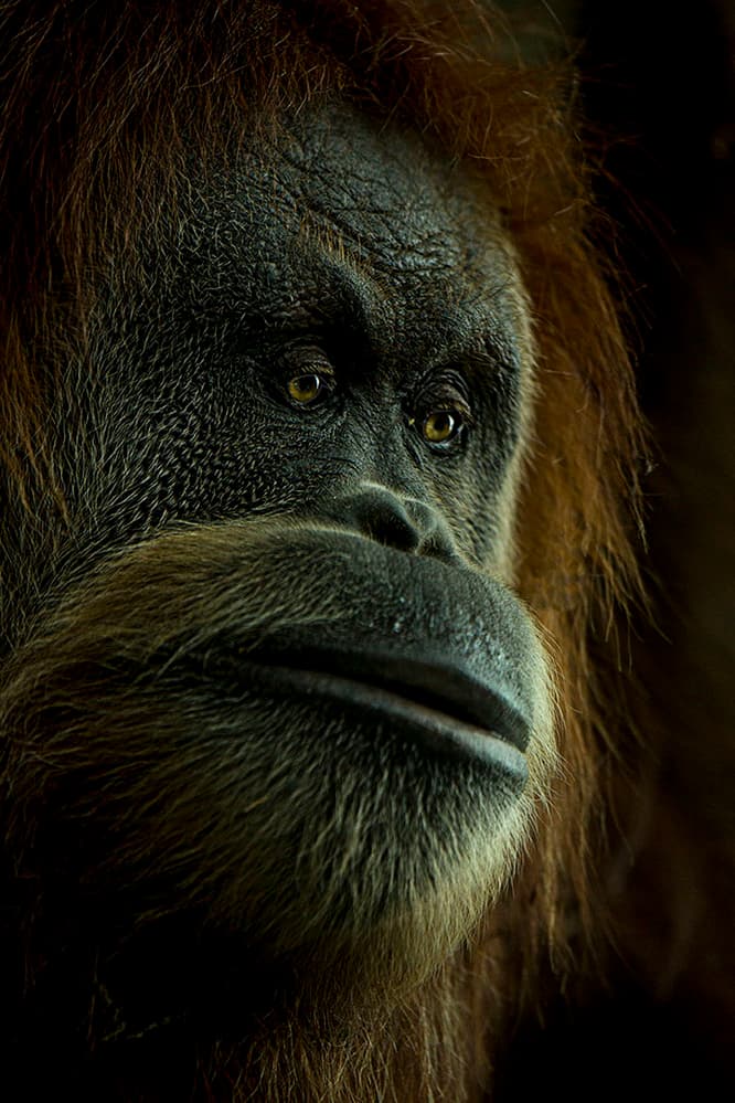 Soulful Orangutan Portrait by Krystina Wisniowska — canvas wall art