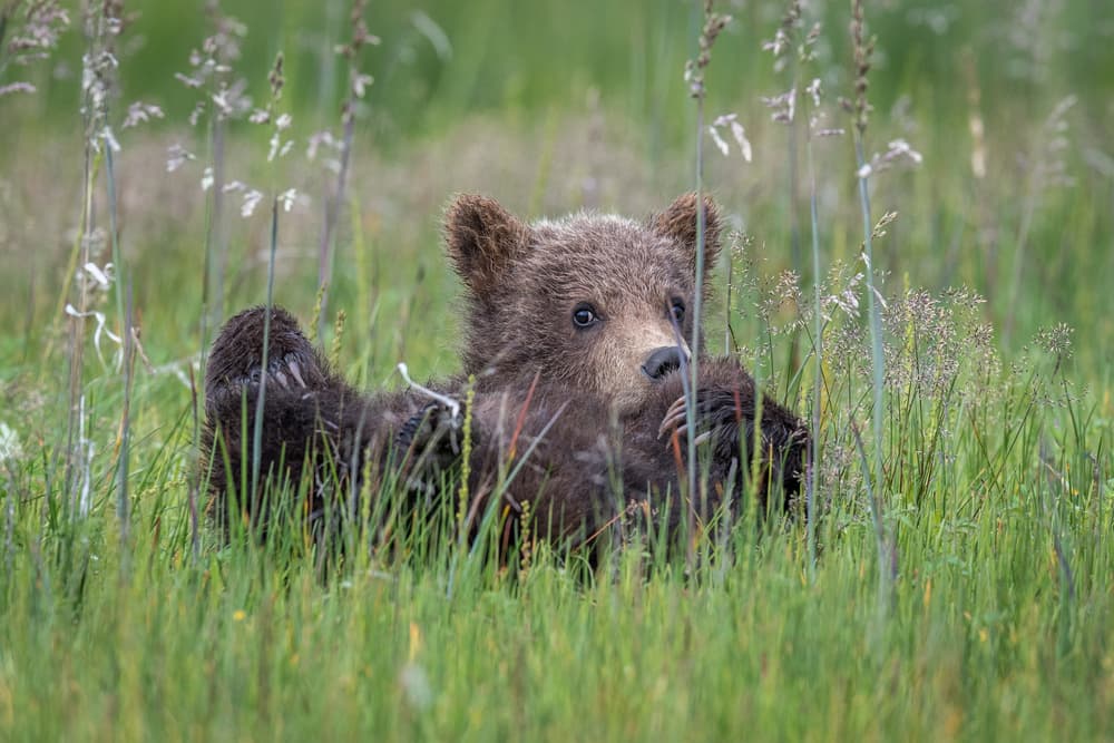 Curious Bear Cub by Jeffrey C. Sink — canvas wall art
