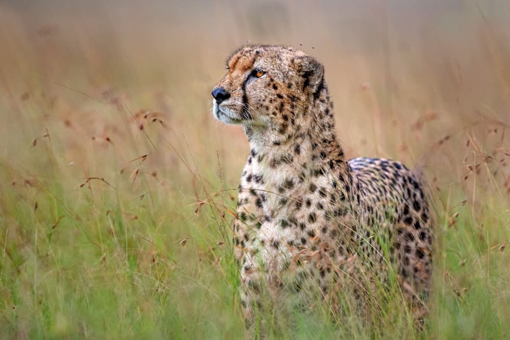 Wild Cheetah Gaze by Xavier Ortega — canvas wall art