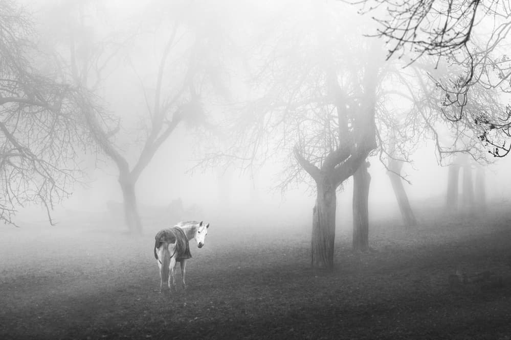 Horse in Winter Fog by Denisa VLAICU — canvas wall art