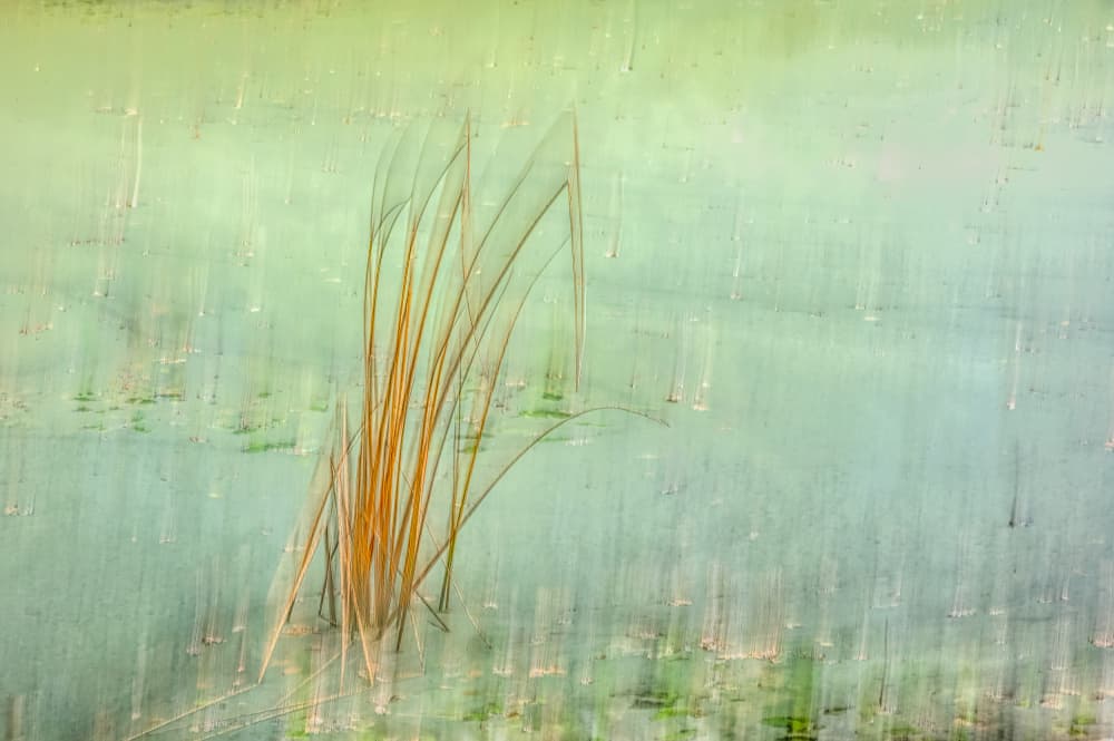 Ethereal Reed Sway by Ina Bouhuijzen — canvas wall art