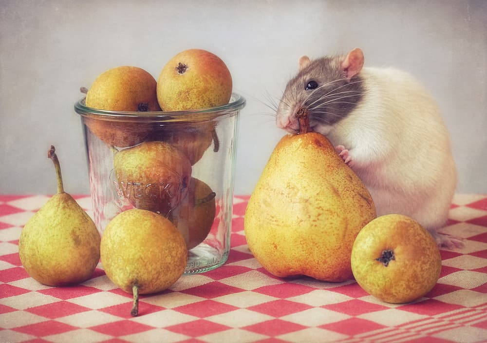 Sweet Rat Pears by Ellen van Deelen — canvas wall art