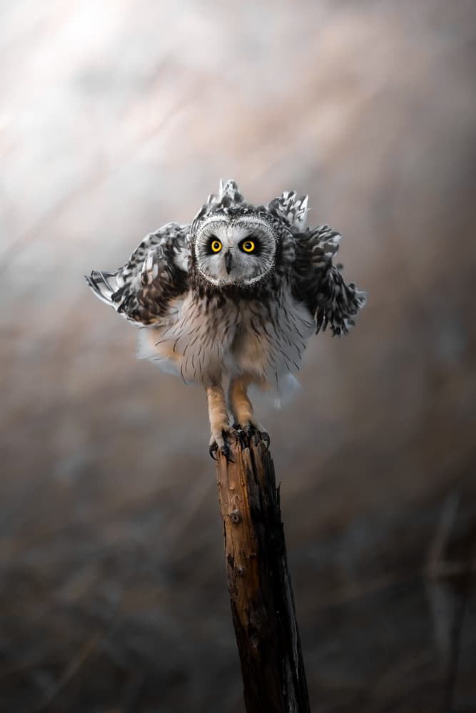 Striking Owl on Post by まちゅばら/Hiroki Matsubara — canvas wall art