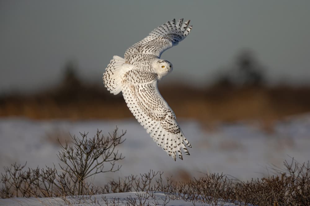 Snowy Owl In Flight by Max Wang — canvas wall art