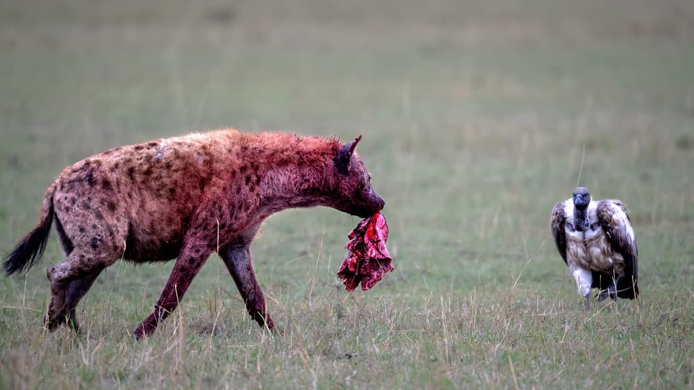 Bloody Hyena and Vulture by Jie Fischer — canvas wall art