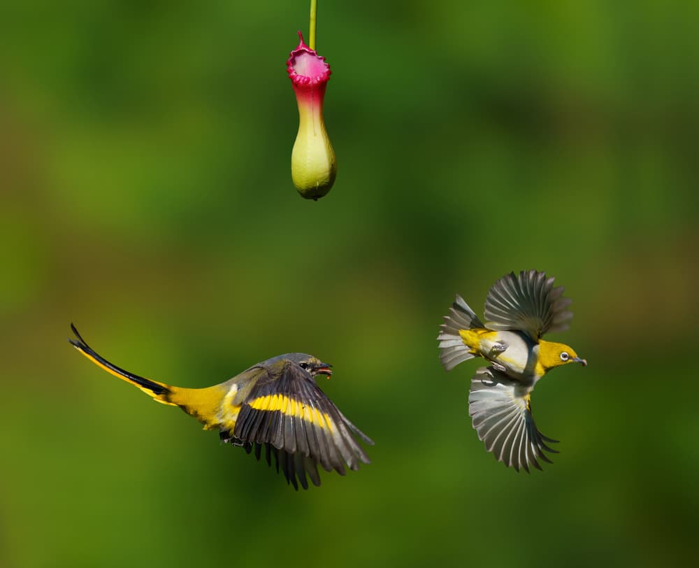 Vibrant Birds In Flight by Mike He — canvas wall art