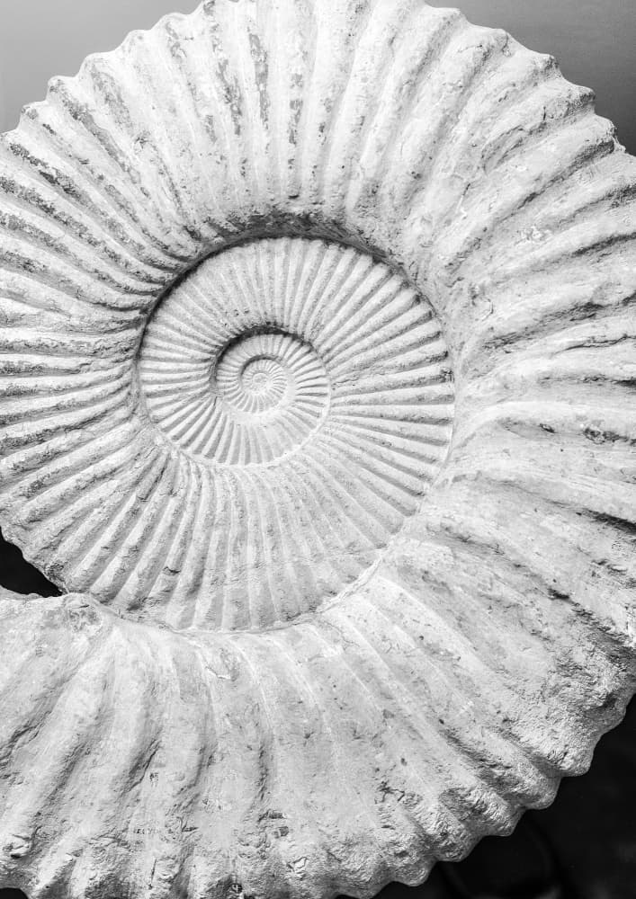 Ancient Spiral Dreams by Shot by Clint — canvas wall art