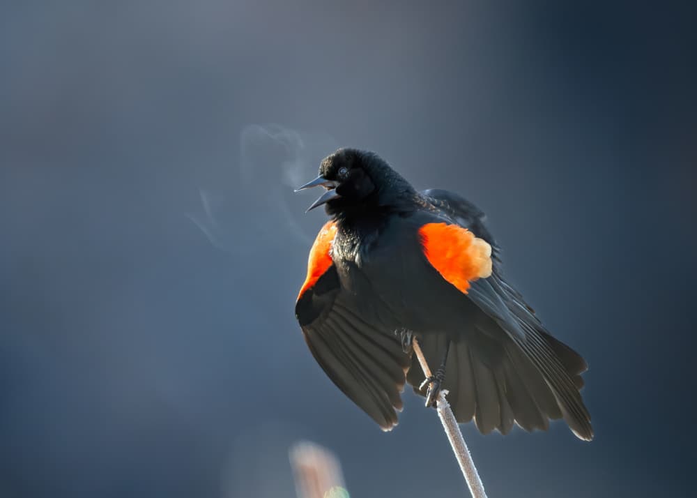 Redwing Winter Song by Li Chen — canvas wall art