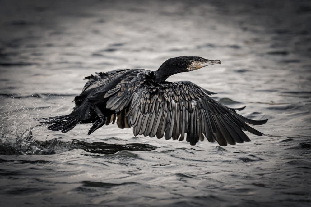 Cormorant Water Takeoff by Bassant Meligy — canvas wall art