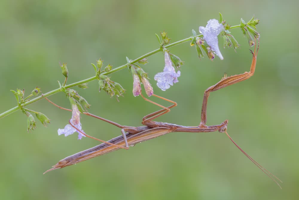 Mantis on Dewy Blossom by Massimo Tamajo — canvas wall art