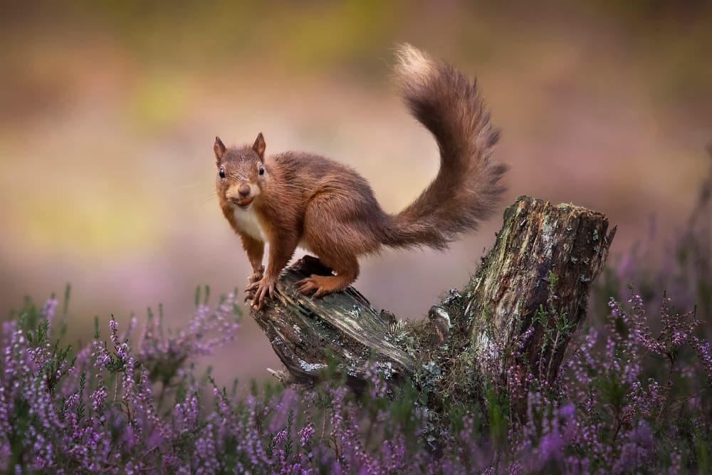 Red Squirrel in Heather by Kieran O Mahony AIPF — canvas wall art