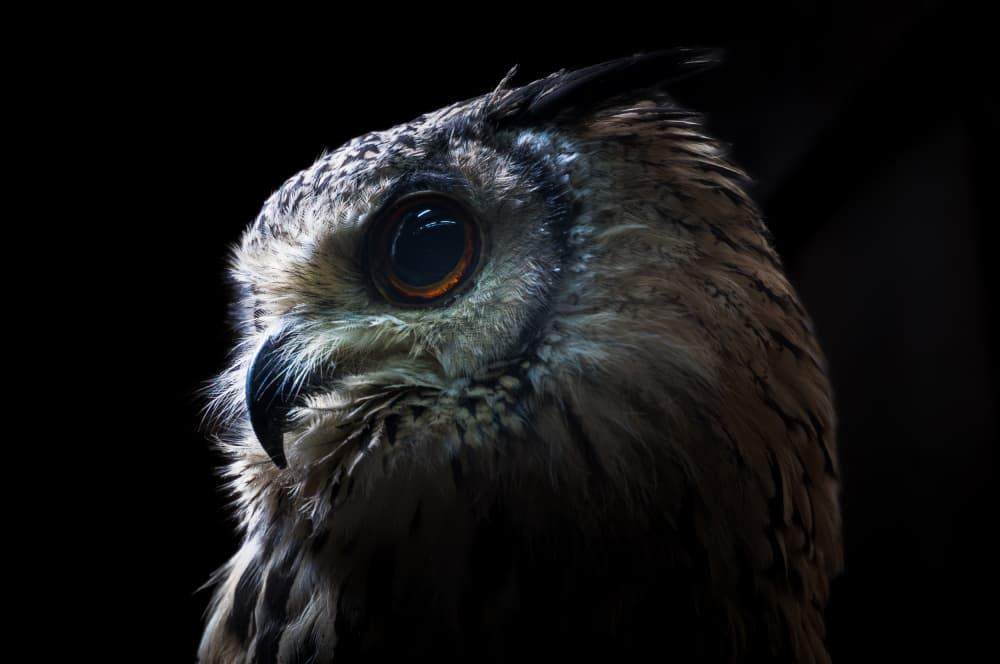 Majestic Owl Profile by YUTAKA KURAHASHI — canvas wall art