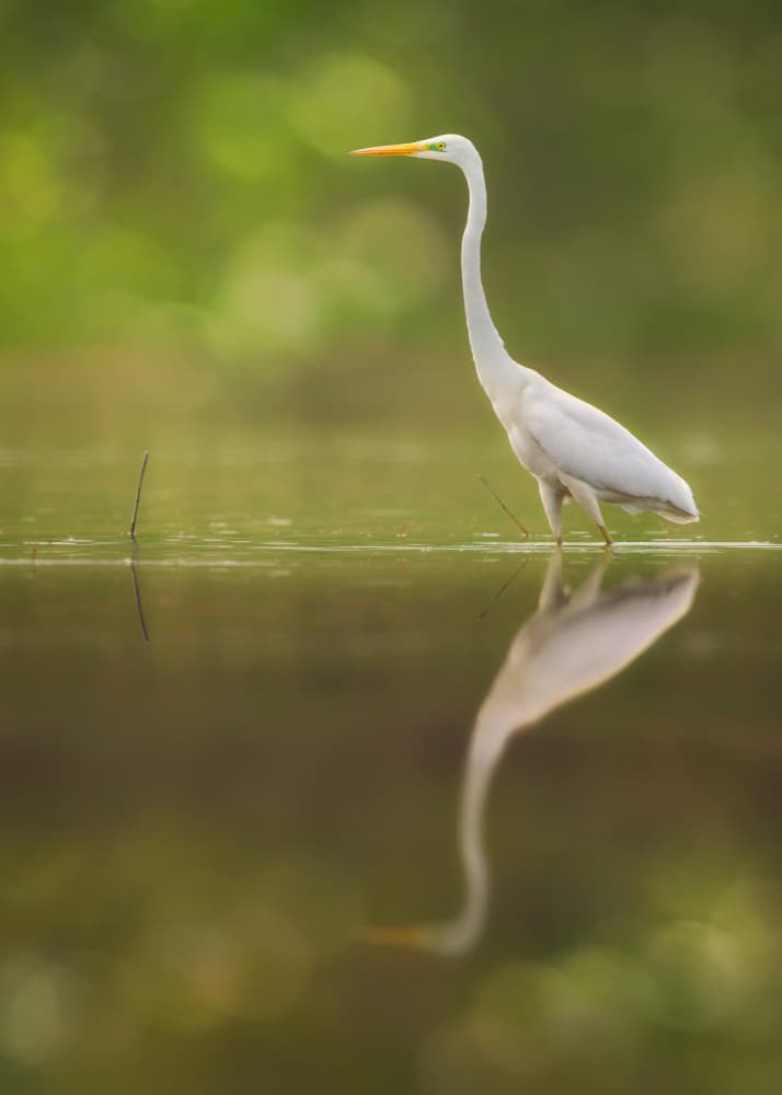 Graceful Egret Reflection by Sina Pezeshki — canvas wall art