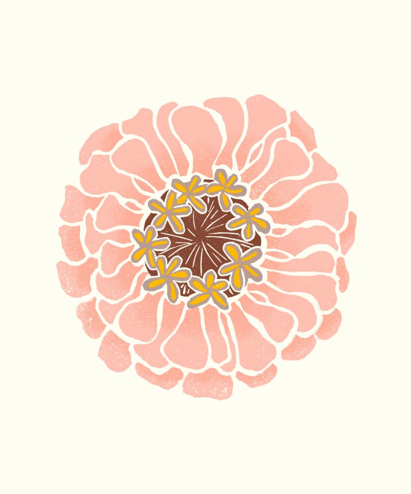 Pink Zinnia Bloom by Melissa McKeagney — canvas wall art