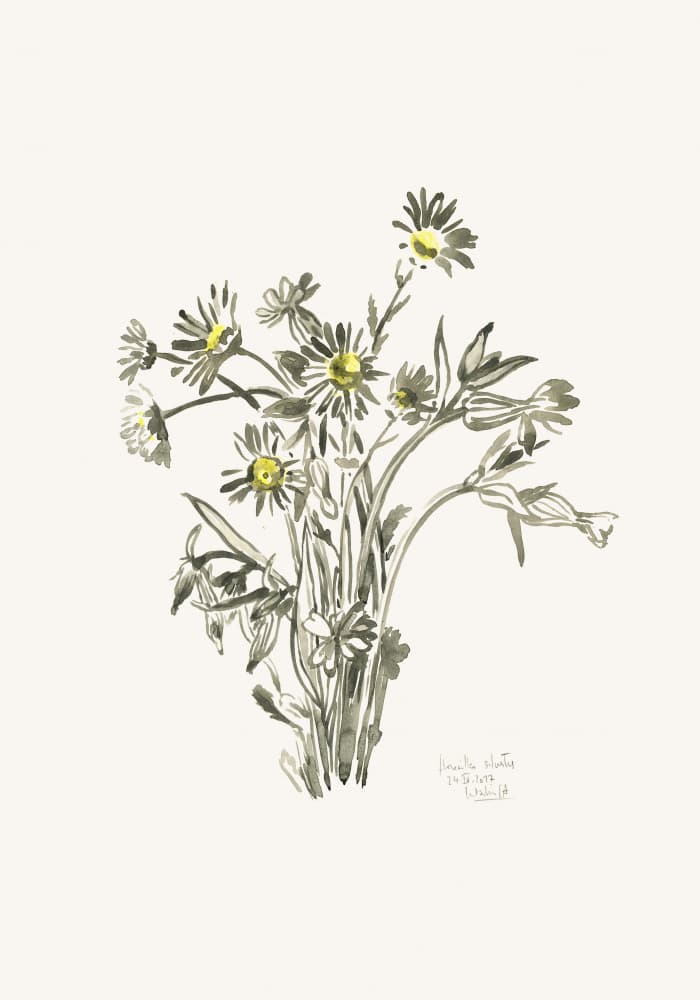 Fresh Daisy Sketch by Catalina Somolinos — canvas wall art