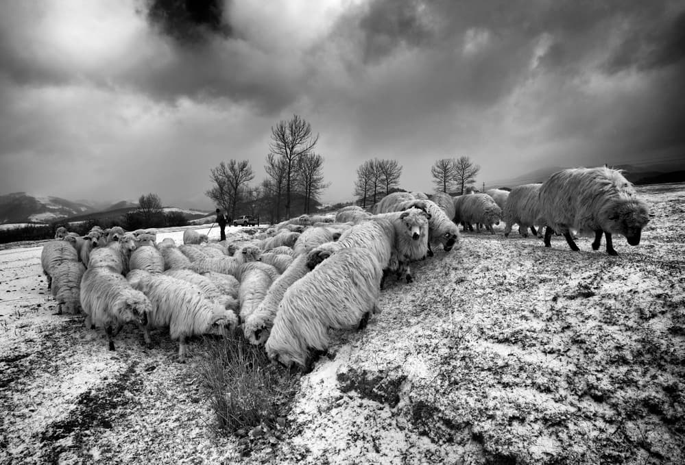 Winter Sheep Herd by Julien Oncete — canvas wall art