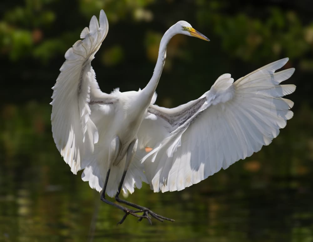 Graceful Egret Landing by Michael Castellano — canvas wall art