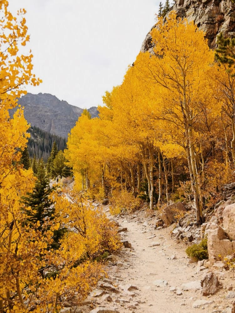 Golden Aspen Path by Del Mundo Imagery — canvas wall art