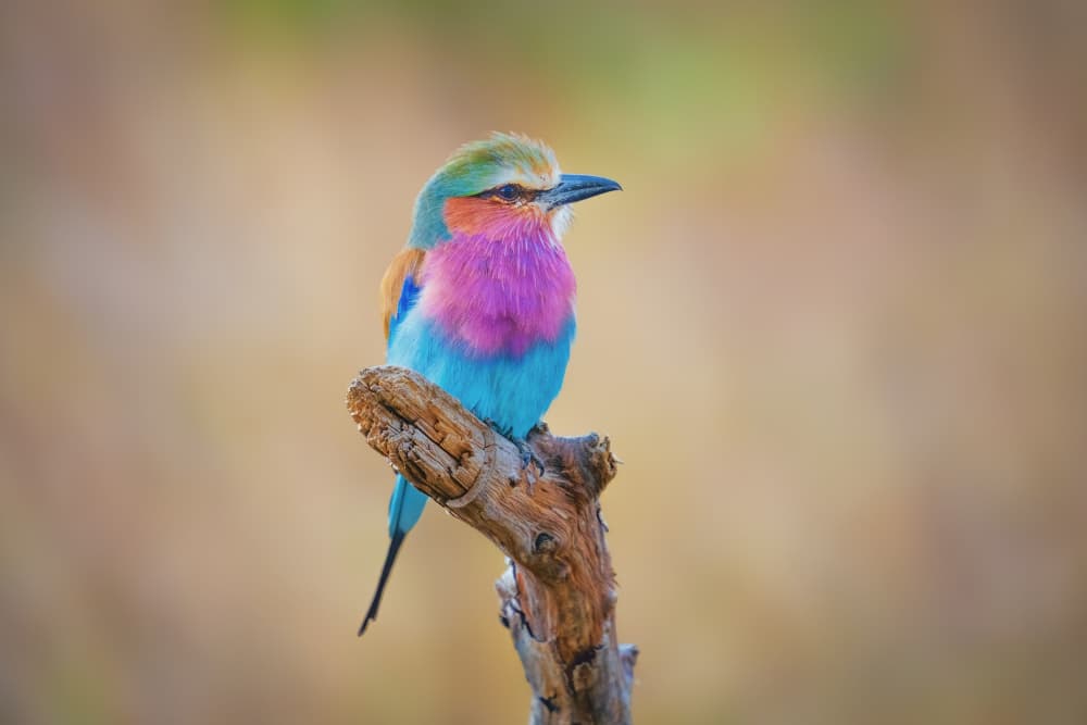 Vibrant Lilac Roller by Jeffrey C. Sink — canvas wall art