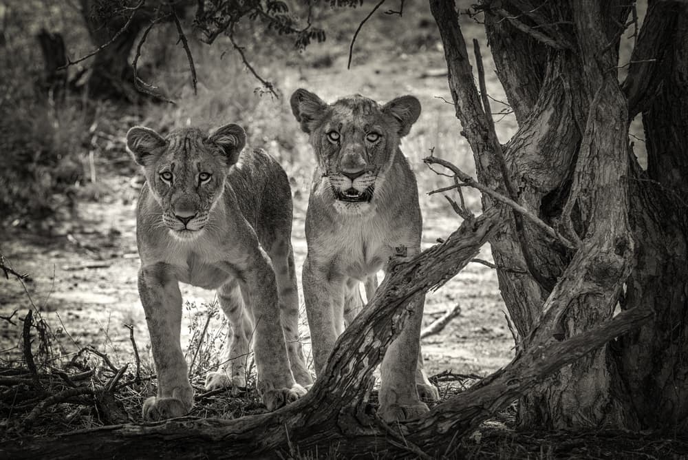 Watchful Lion Cubs by Henrike Scheid — canvas wall art