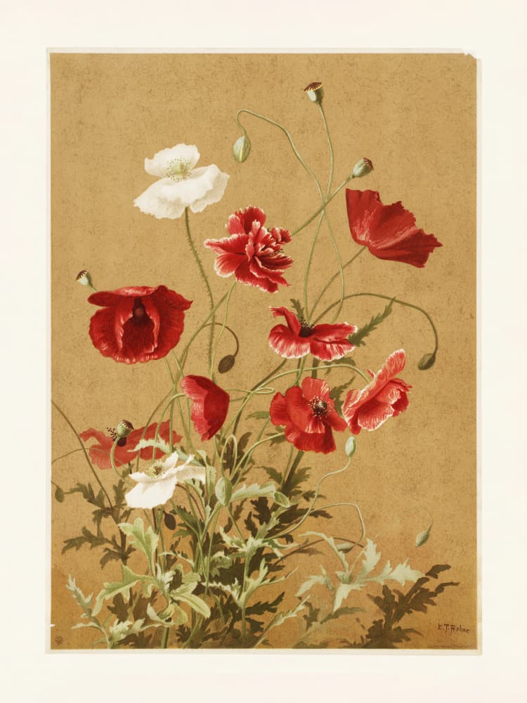Poppies No. 3 By Ellen Thayer Fisher