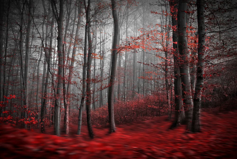 Misty Red Forest