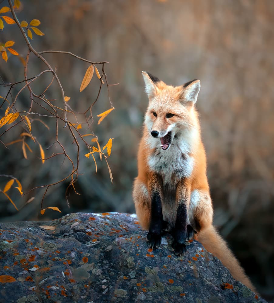 Autumn Red Fox by Catherine Wang — canvas wall art