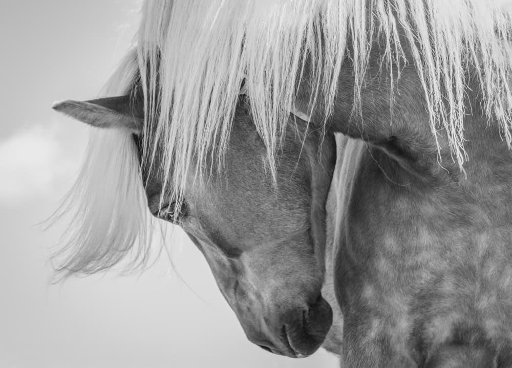 Peaceful Horse Portrait