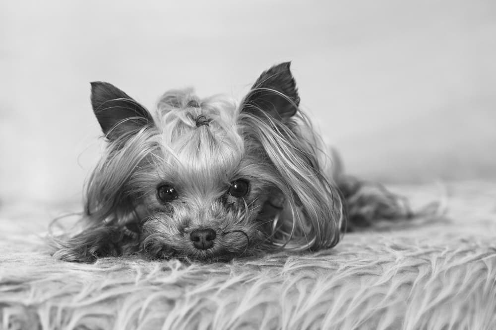 Sweet Yorkie Puppy by Drago Vogrinec — canvas wall art