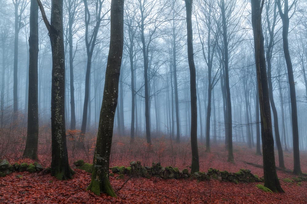 Misty Forest Path by Gustav Davidsson — canvas wall art