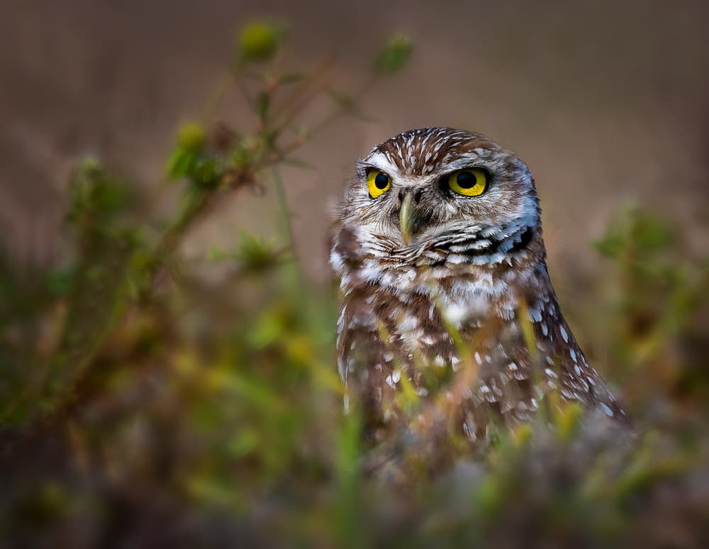 Watchful Burrowing Owl by Liwen Tao — canvas wall art