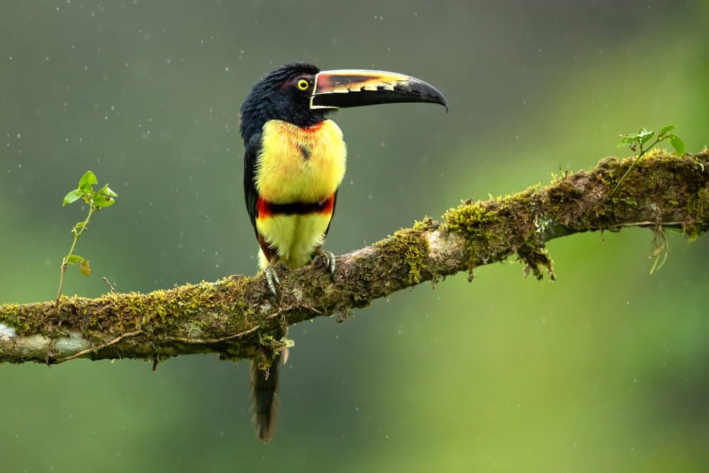 Vibrant Jungle Toucan by Milan Zygmunt — canvas wall art