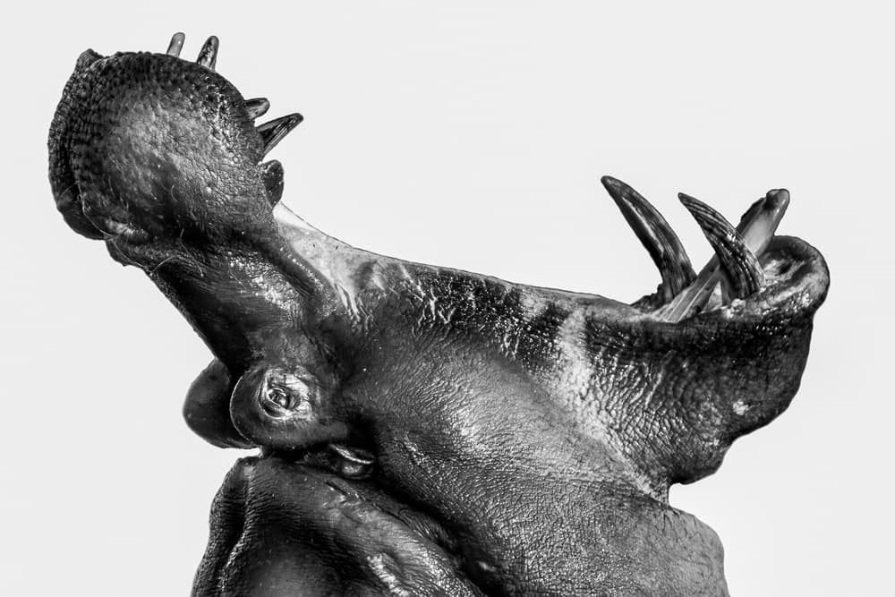 Hippo Jaws Wide Open by WildPhotoArt — canvas wall art