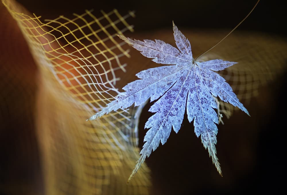 Delicate Blue Maple Leaf by Shihya Kowatari — canvas wall art