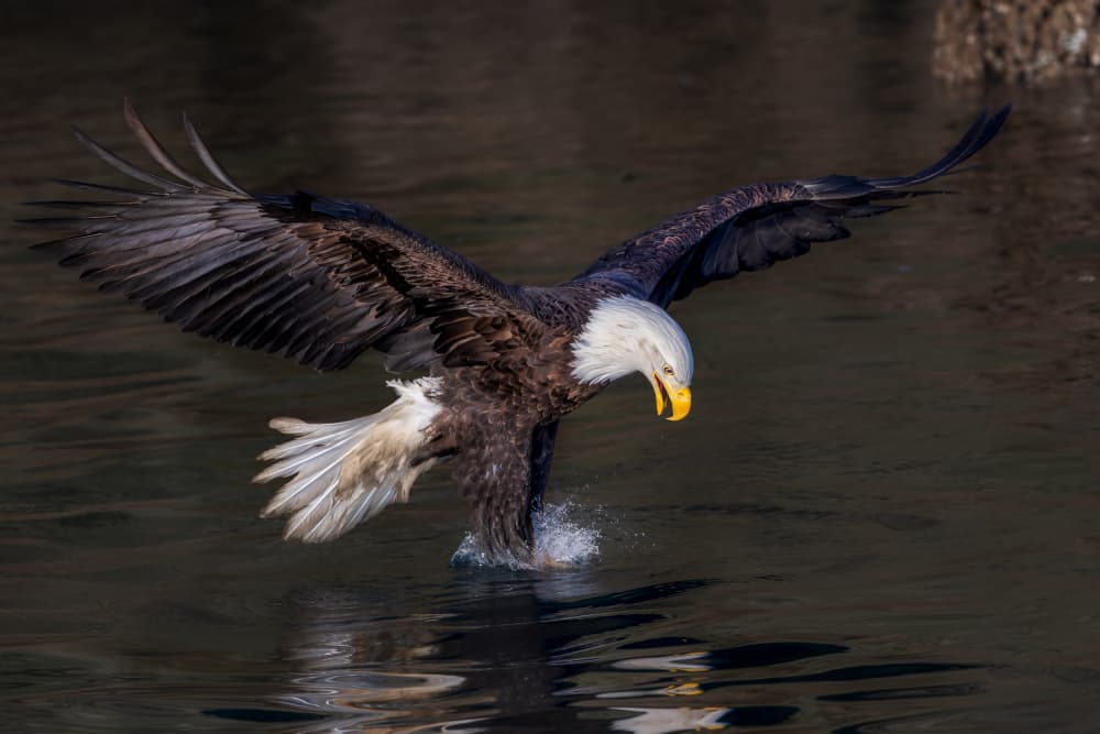 Bald Eagle Hunting Water by Jun Zuo — canvas wall art