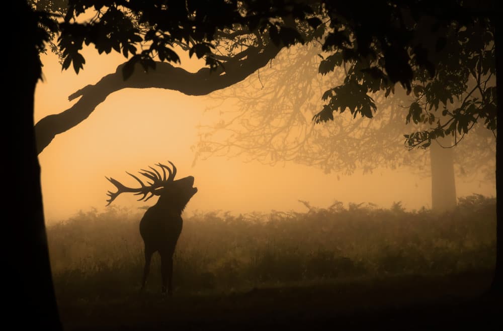 Stag Bellowing in Fog by Radojica Jevric fotorax — canvas wall art