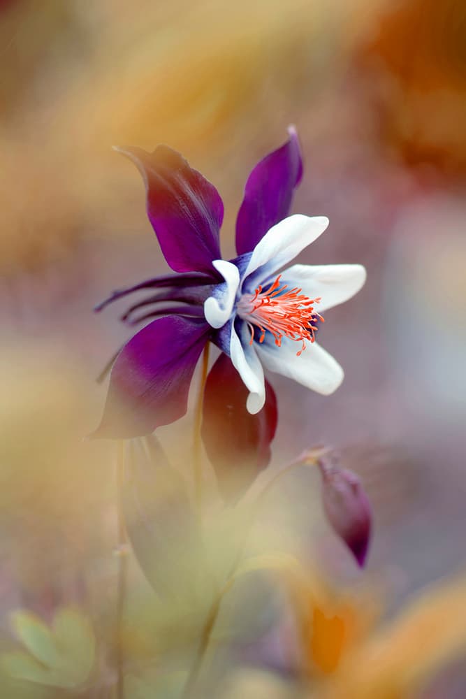 Delicate Purple Bloom by Jacky Parker — canvas wall art