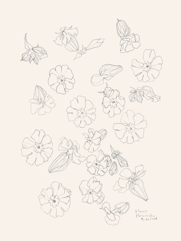 Elegant Flower Drawings by Catalina Somolinos — canvas wall art