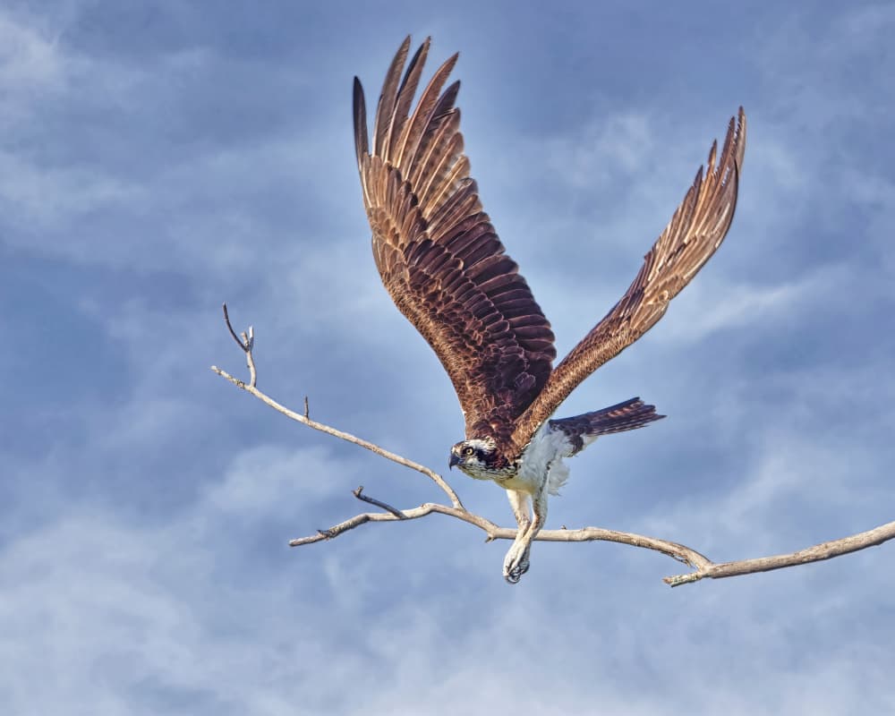 Osprey Landing Wings Spread by Lucie Gagnon — canvas wall art